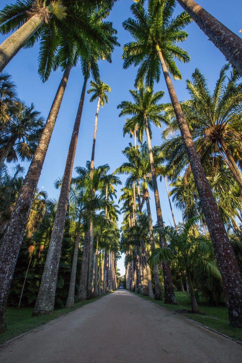 Palmeiras imperiais do Jardim Botânico do Rio — Foto: Reprodução/Ana Huara