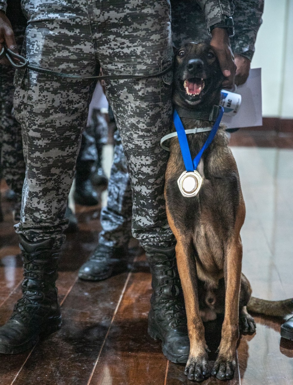 Cão Sherlock posa para foto em homenagem no Rio — Foto: Divulgação/PMERJ