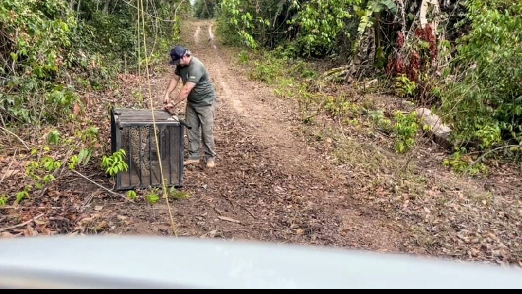 Onça-pintada resgatada após cair em poço passa por tratamento e é solta na natureza em MT