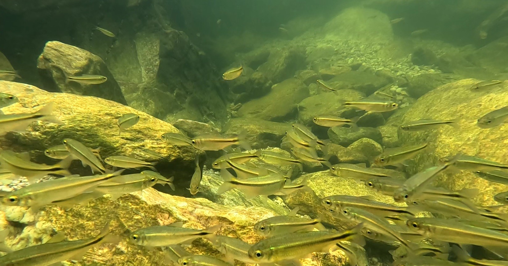 Peixamento: soltar peixes sem autorização é crime ambiental e desperdício de dinheiro