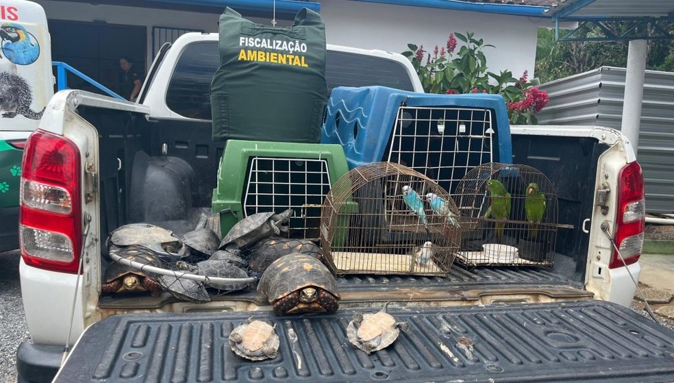 Animais resgatados na Operação Casa de Noé em Oriximiná