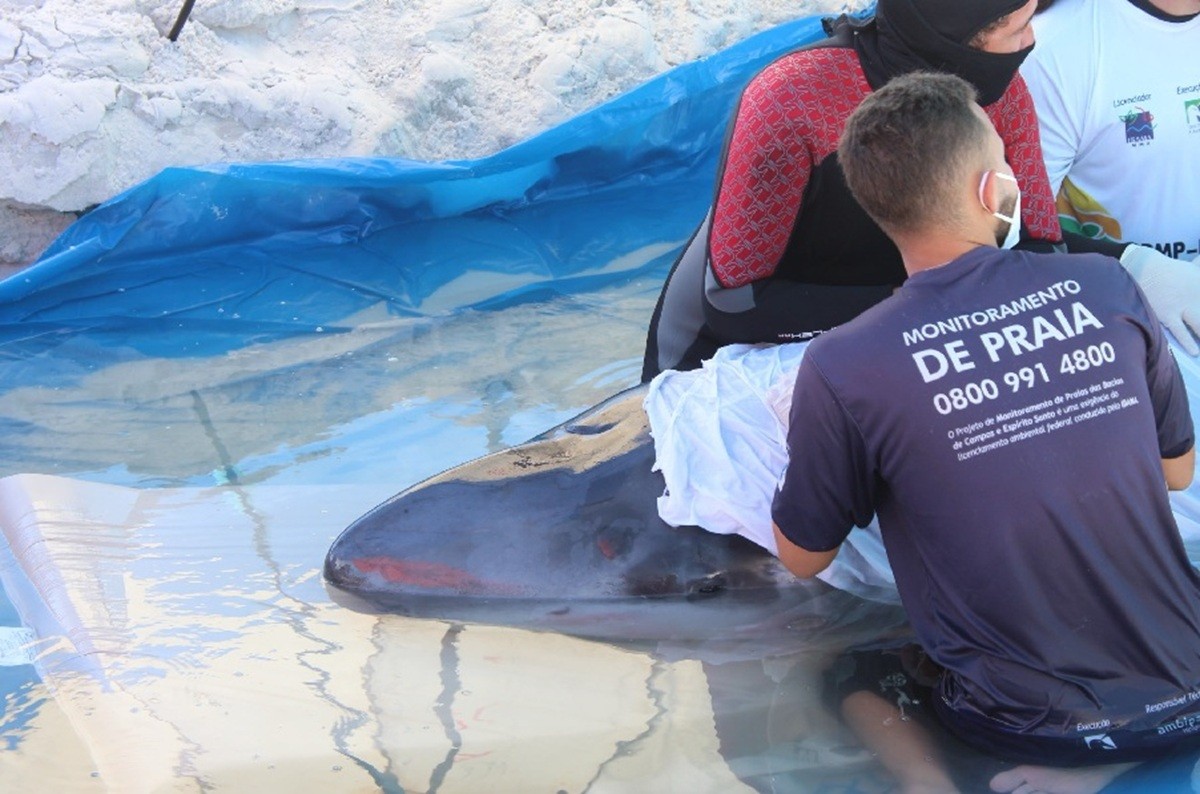 Cachalote-pigmeu salva na Praia do Forte em Cabo Frio morre dois dias após o resgate