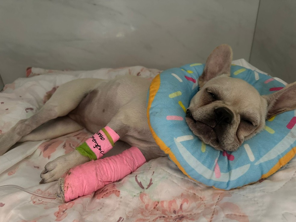 Filhote de buldogue que ingeriu 55 pedras de crack tem piora no quadro de saúde — Foto: Lillian Van Den Boom/Arquivo pessoal