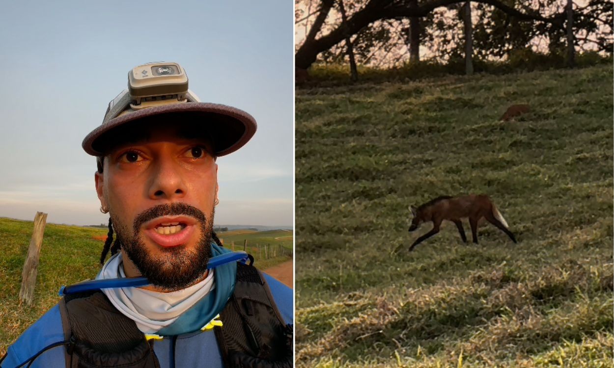 Cara a cara com o lobo: Morador se surpreende com aparição de lobo-guará durante treino