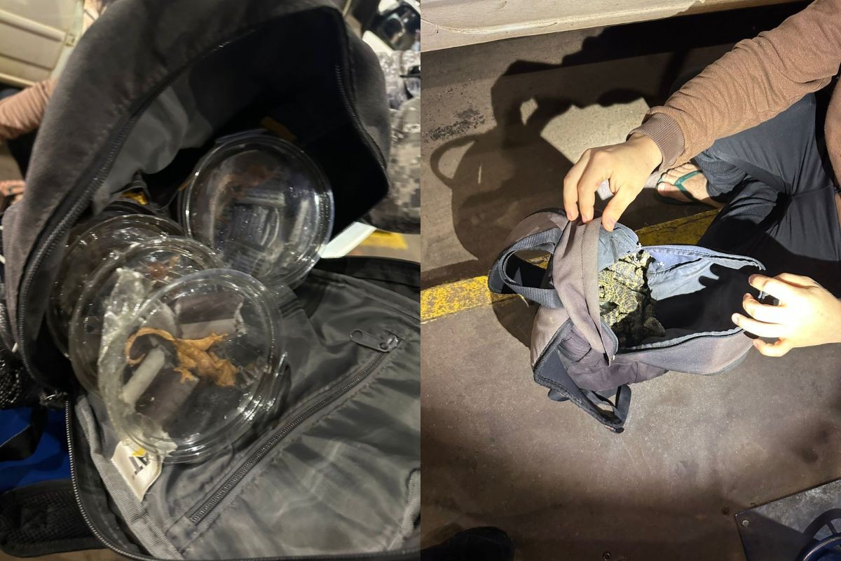 Píton, sucuri, jacarés e lagartixas de crista: animais exóticos são encontrados em mochila de passageiro de taxi que tentava atravessar fronteira com o Brasil