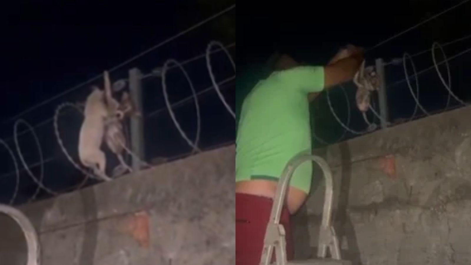 VÍDEO: Filhotes de cachorro são resgatados de cerca elétrica de casa em Teresina; animais teriam sido arremessados