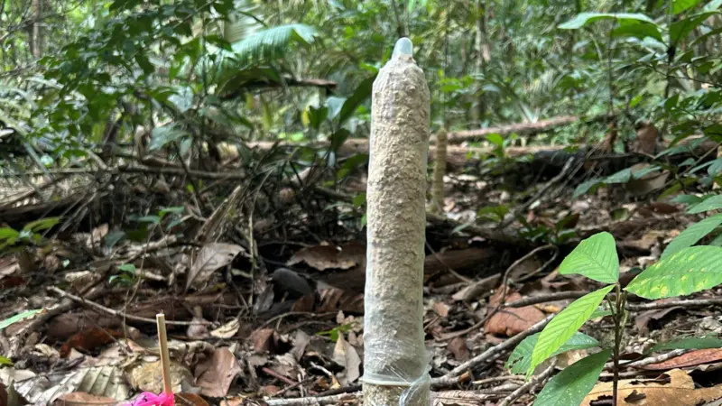 Como camisinhas ajudaram a estudar cigarras na Amazônia