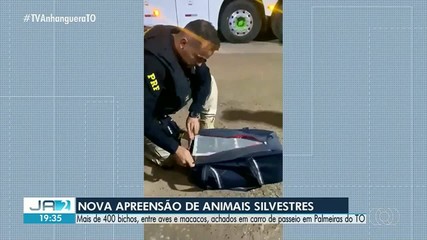 Carro de passeio é flagrado com mais de 400 animais em Palmeiras do Tocantins
