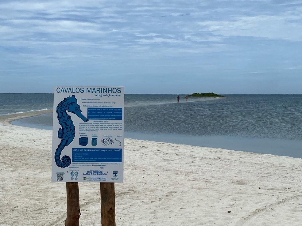Os 3 melhores lugares para observar cavalos-marinhos no Brasil