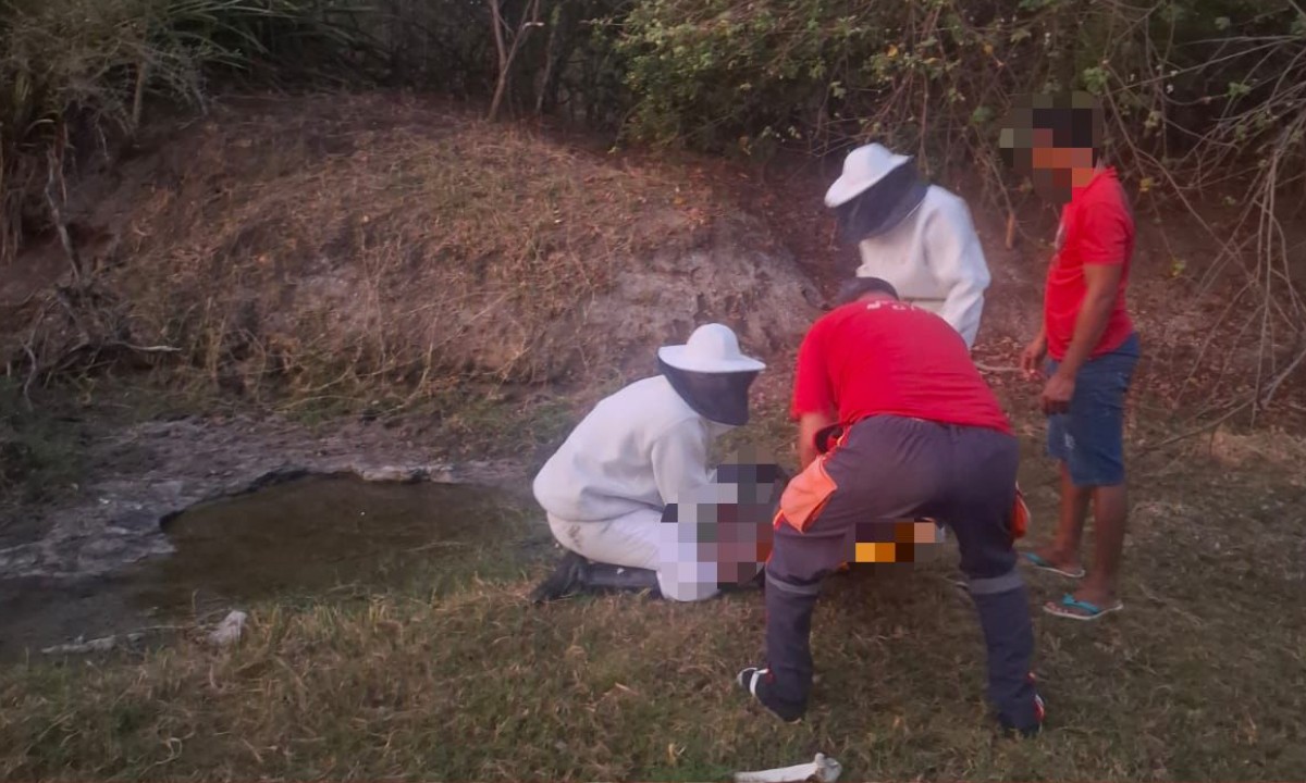 Idoso morre e sogra fica ferida após ataque de abelhas na Bahia