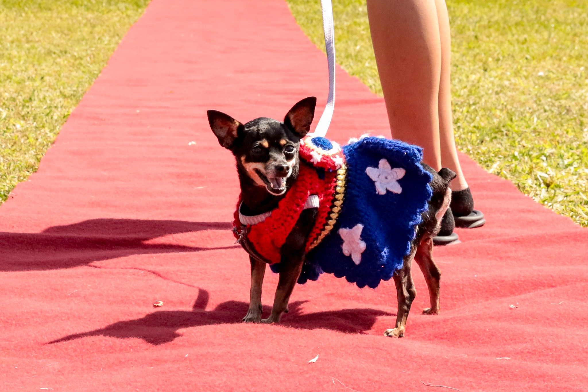 Festcão Suzano ocorre neste domingo com concurso pet e adoção