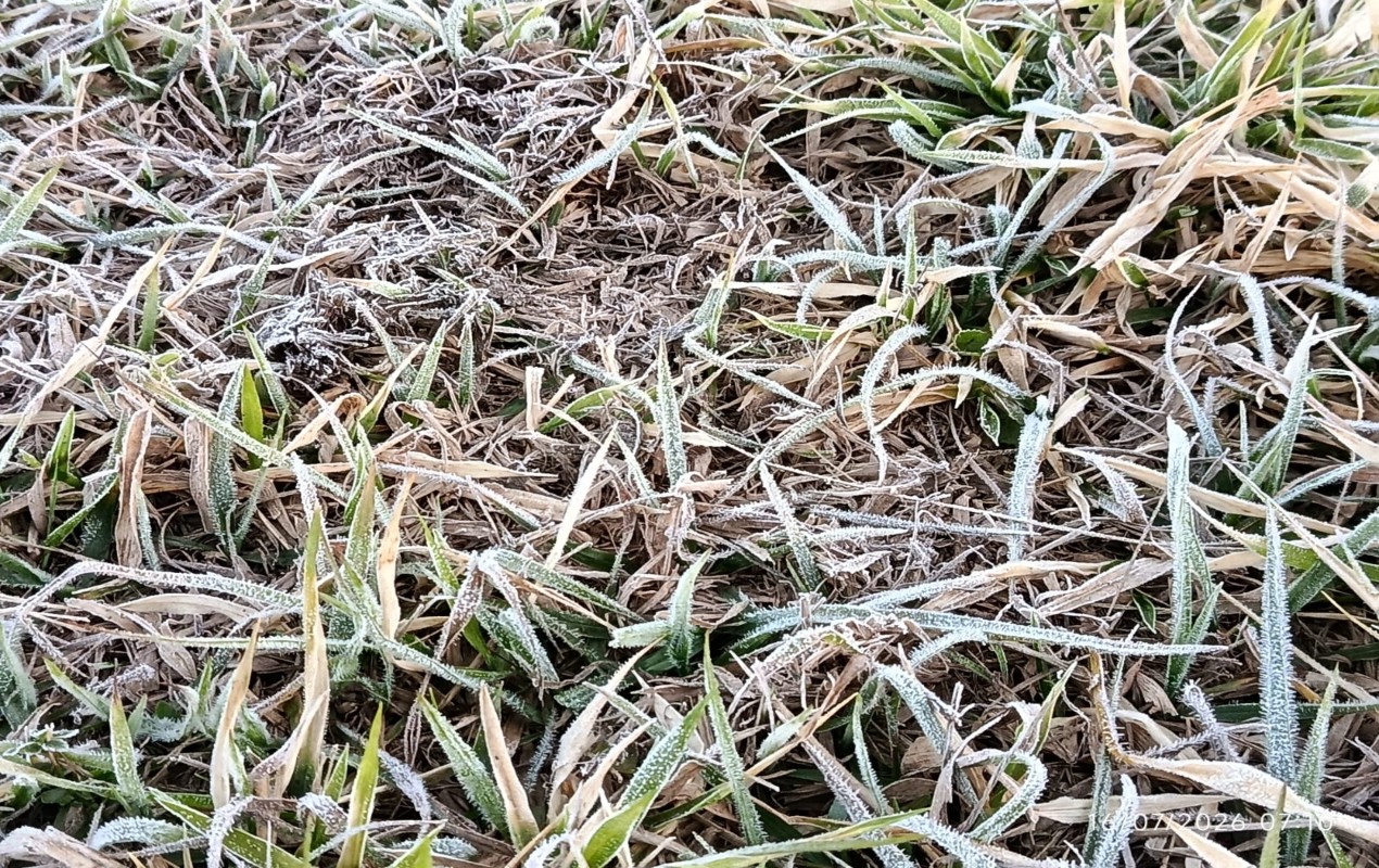 FOTOS: frio congela pastagens no interior de SP e cidades registram marcas próximas a 0°C