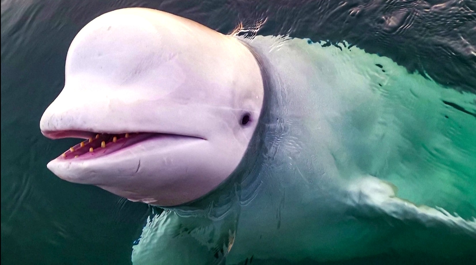 É #FATO: Baleia-beluga dá 'banho' em homem após ele desrepeitar aviso e continuar fumando em área proibida