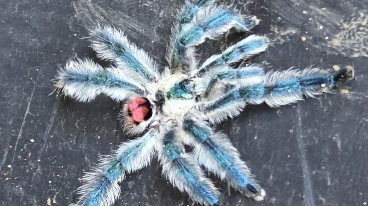 Aranhas 'joia' da Mata Atlântica são traficadas e ameaçam Cerrado em Goiás