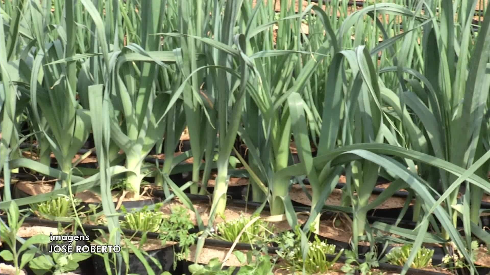 VÍDEOS: Inter TV Rural deste domingo, 7 de dezembro de 2025