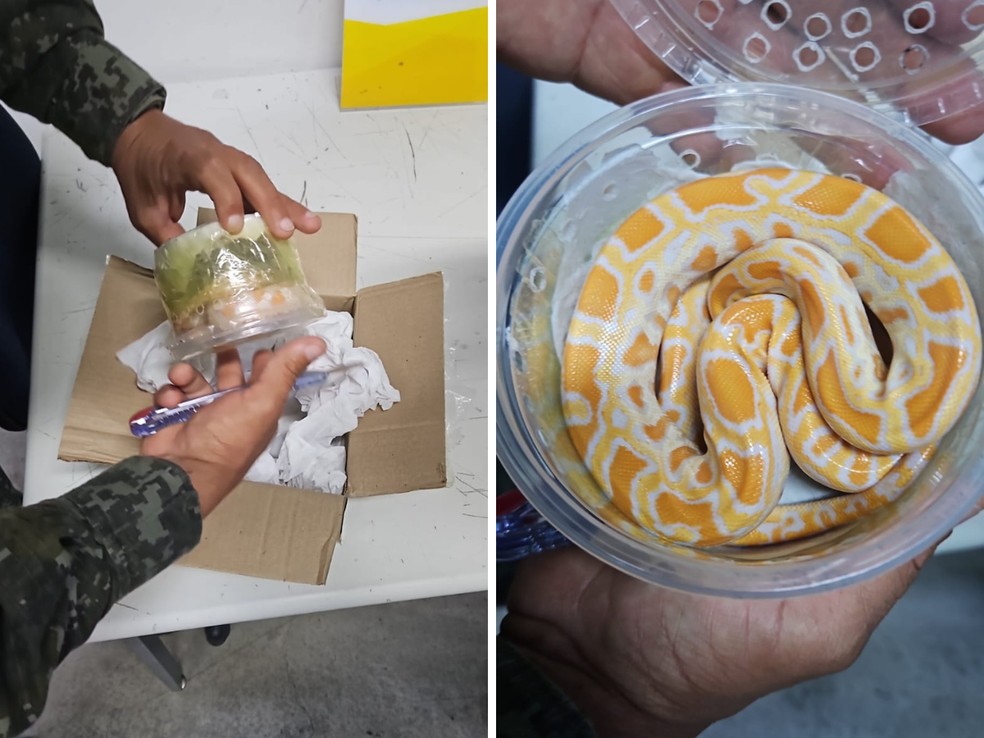 Cobra exótica é encontrada dentro de caixa enviada pelo correio em Indaiatuba — Foto: Polícia Militar Ambiental