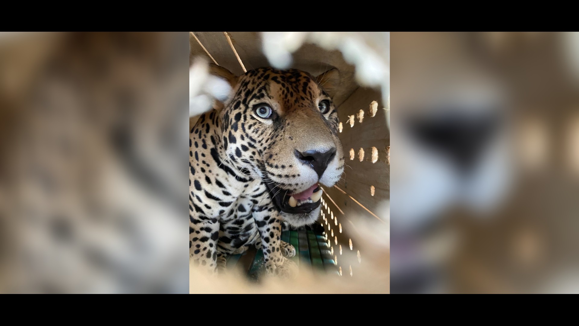 Onça-pintada sendo transportada