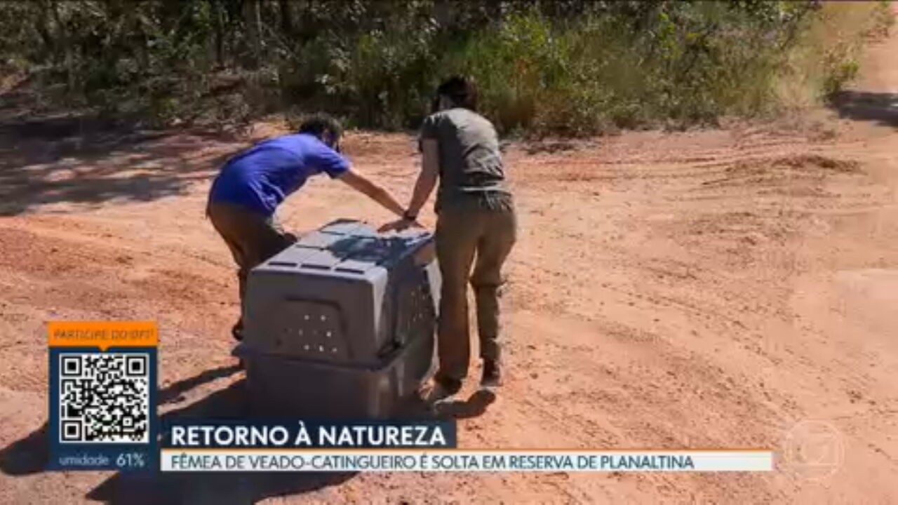 VÍDEOS: DF1 de sexta-feira, 24 de abril de 2026