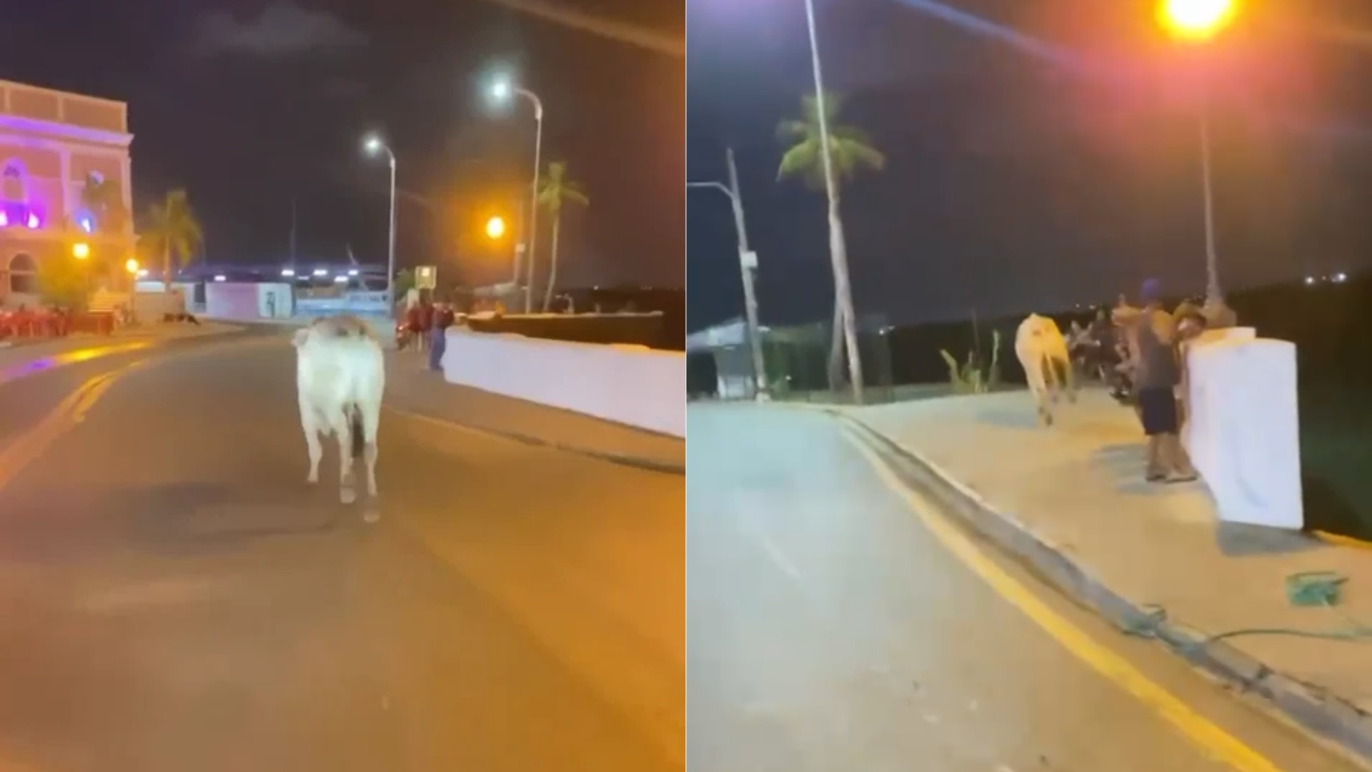 VÍDEO: boi desgovernado atinge homem, cai no mar e é visto nadando em São Luís