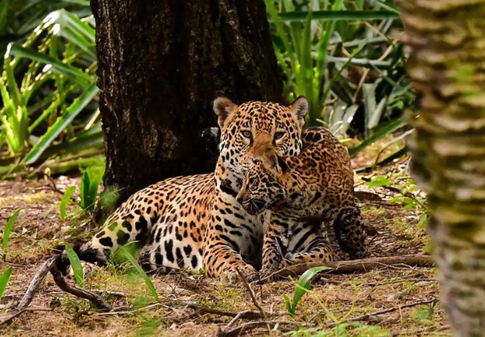 Aroeira e um filhote na mata do Pantanal. — Foto: Mario Nelson