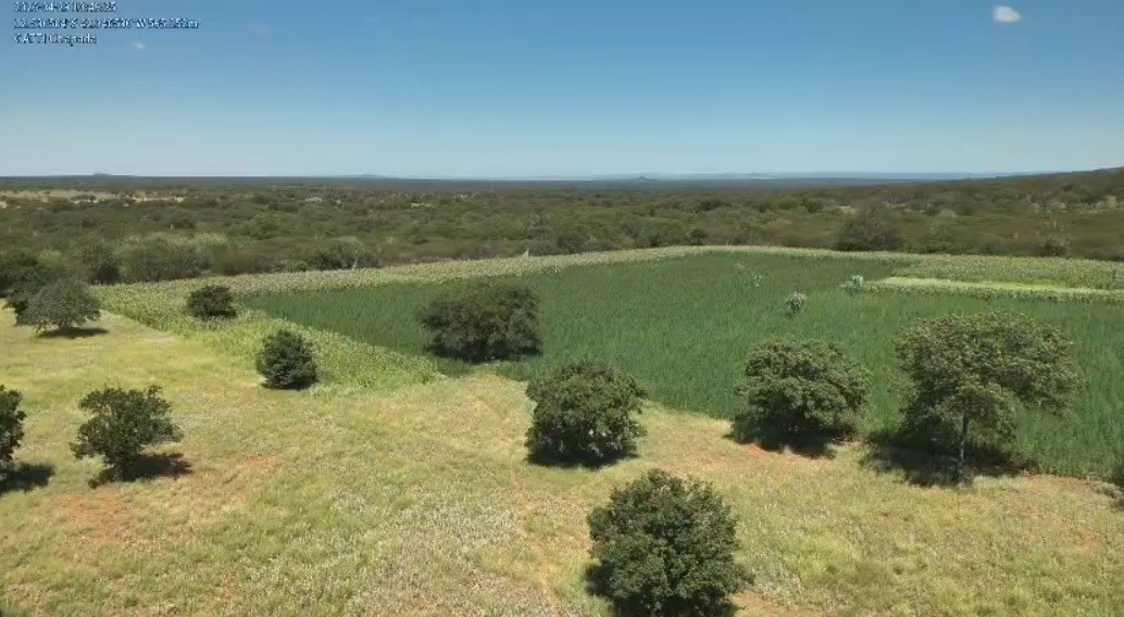 Cerca de 200 mil pés de maconha são erradicados na Chapada Diamantina