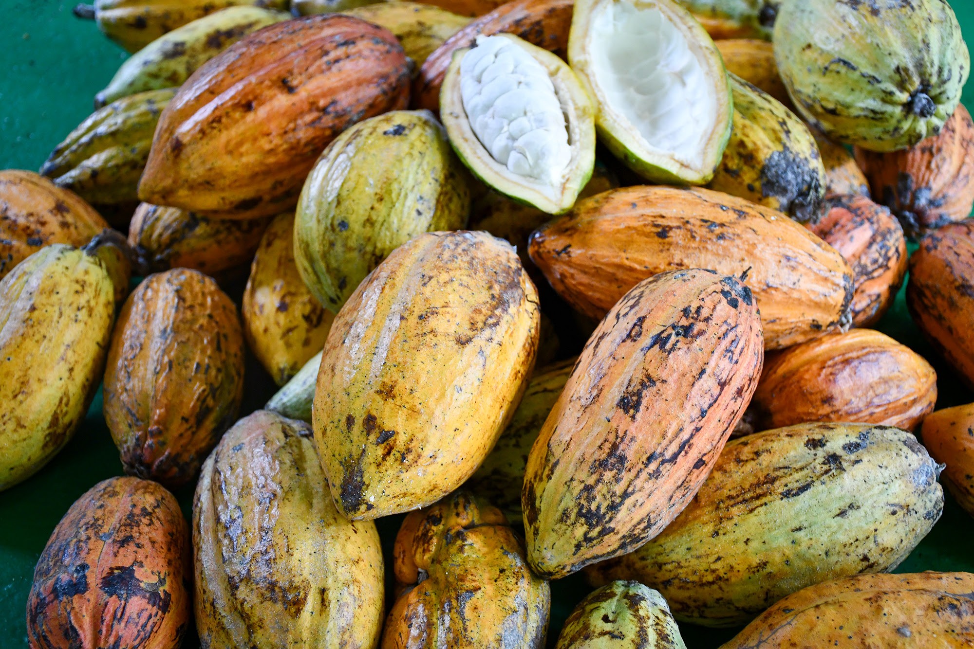 Pesquisa avalia cultivo de cacau no oeste paulista e vê potencial de renda para pequenos produtores