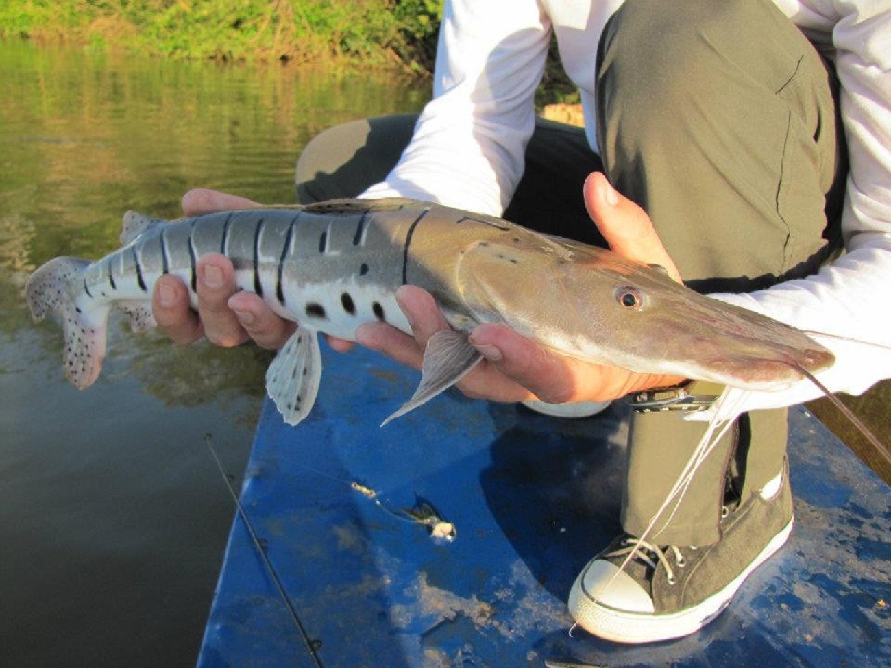 Homem é multado em R$ 3 mil após pescar peixes e publicar fotos nas redes sociais durante período de piracema