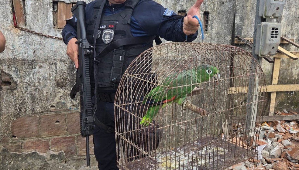 Papagaio é uma das duas aves levadas do parque no fim de junho, na Paraíba — Foto: Reprodução / Guarda Metropolitana de João Pessoa