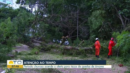 Período chuvoso traz riscos de acidentes com queda de árvores