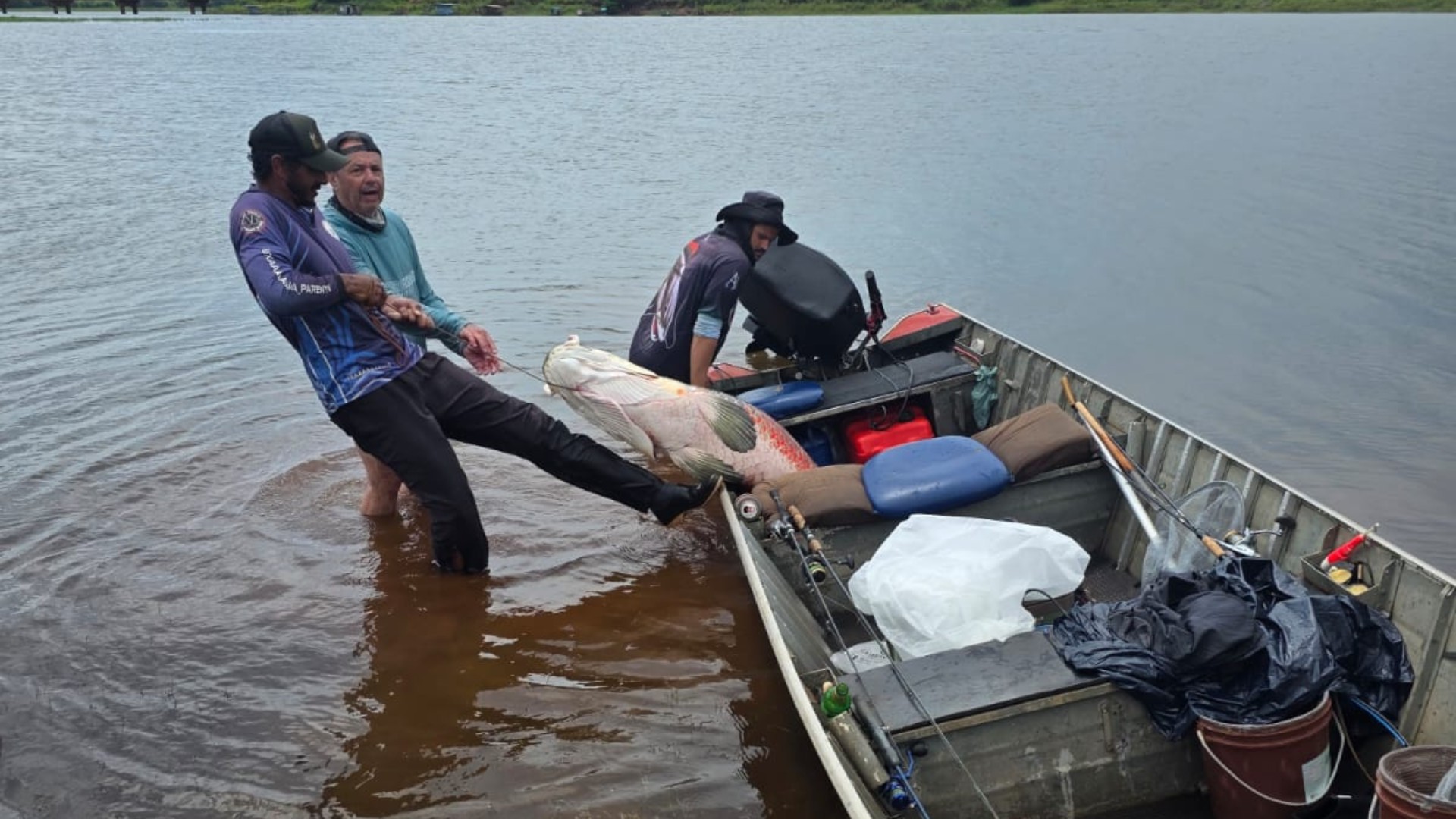 Após uma hora de 'luta', pescadores fisgam pirarucu com mais de dois metros e quase 100 kg em rio no interior de SP