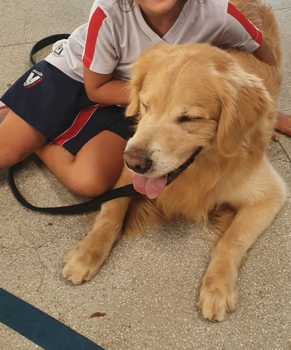 Adoção de Cachorro São Paulo/SP, Bolt, 4 anos
