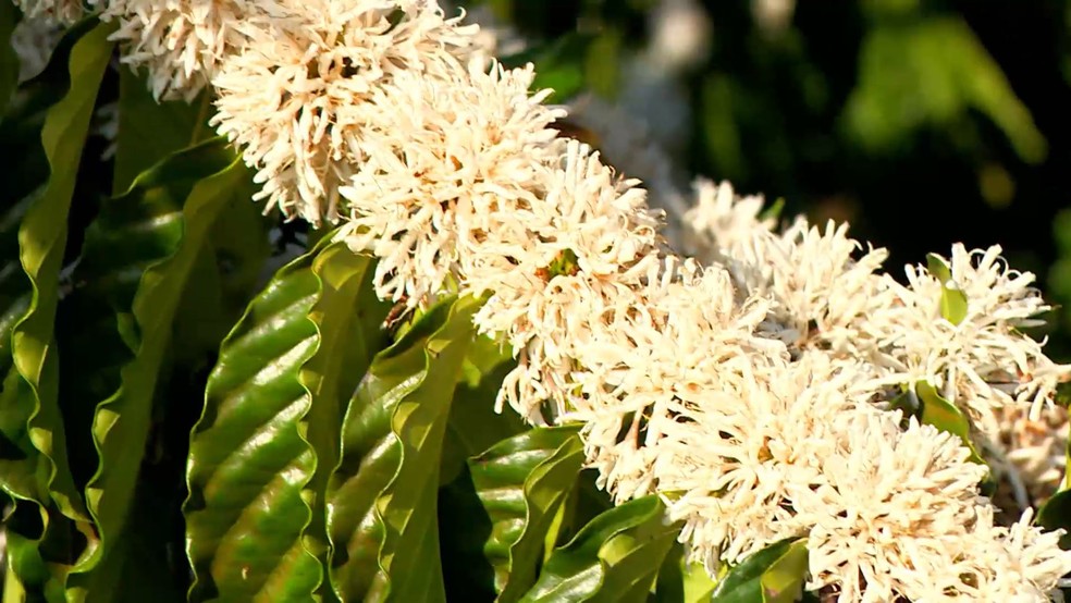 Pesquisadores de fazenda experimental da Ufes em São Mateus, Espírito Santo, viram que é possível fazer chá da flor de café — Foto: Reprodução/TV Gazeta