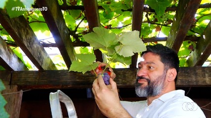 Produtor investe no cultivo de uvas e colhe bons resultados com a produção