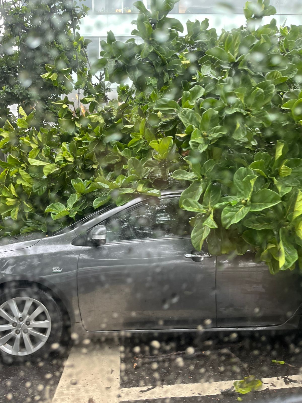 Árvore cai em cima de carros durante chuva em Botafogo