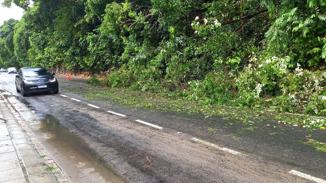 Chuvas derrubam árvores e provocam alagamento em vias de João Pessoa