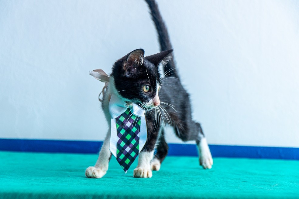 Gato filhote.  — Foto: Agência Santarém / Divulgação