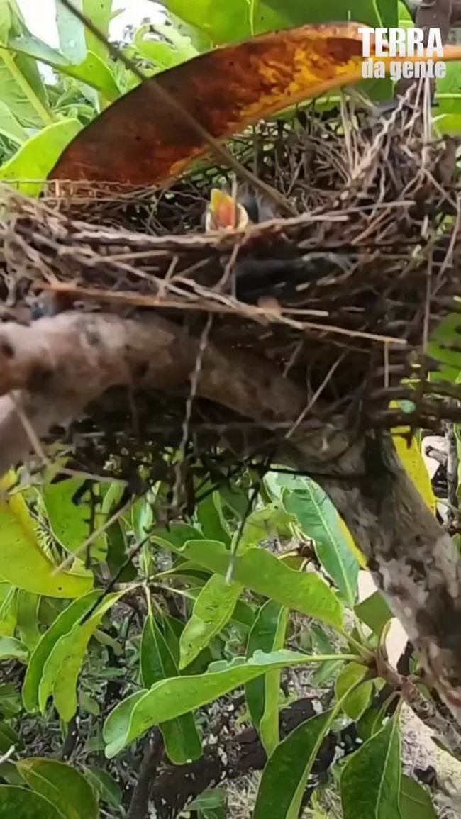Por que a onça desistiu? Biólogo analisa vídeo de ataque a tamanduá no Pantanal