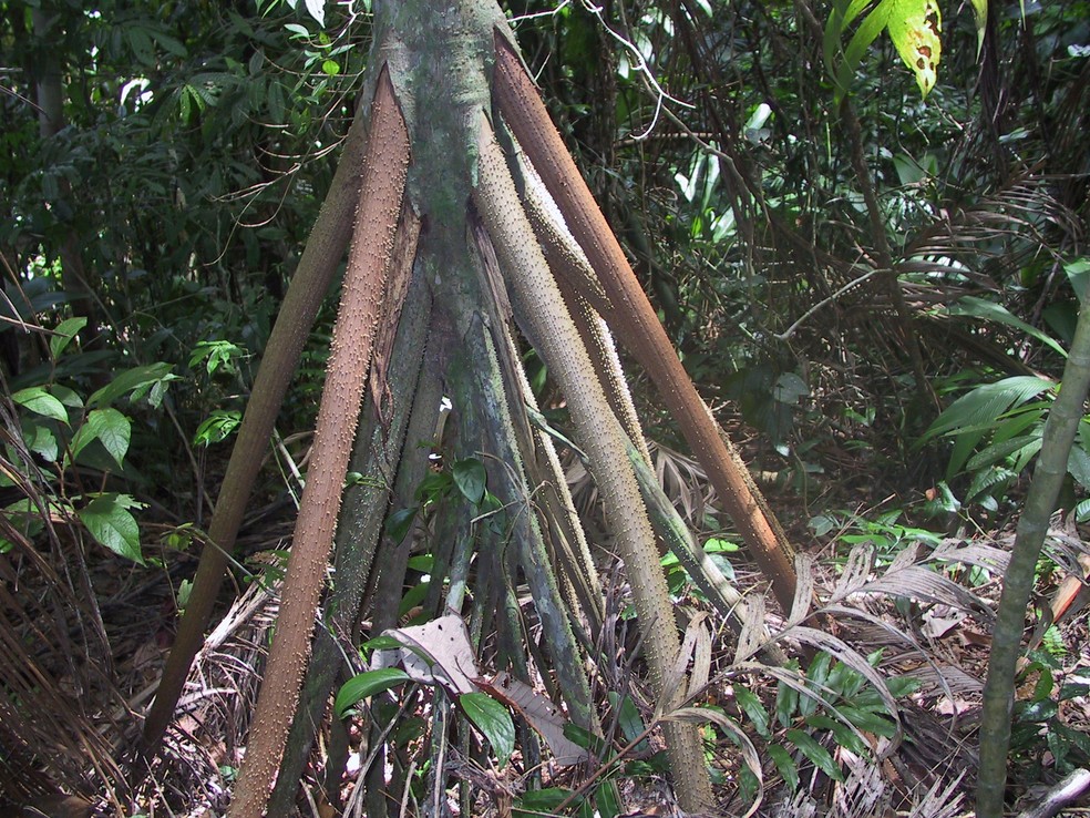 Raízes da palmeira Socratea exorrhiza, na Costa Rica. — Foto: Wikimedia/Domínio Público