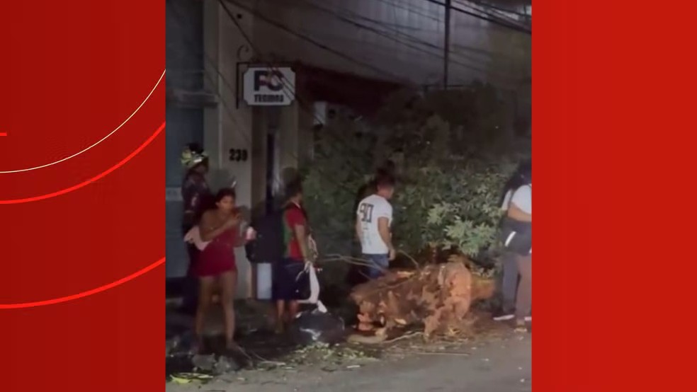 Pedestre fica ferido após caminhão derrubar cabos e árvore no Centro de Manaus