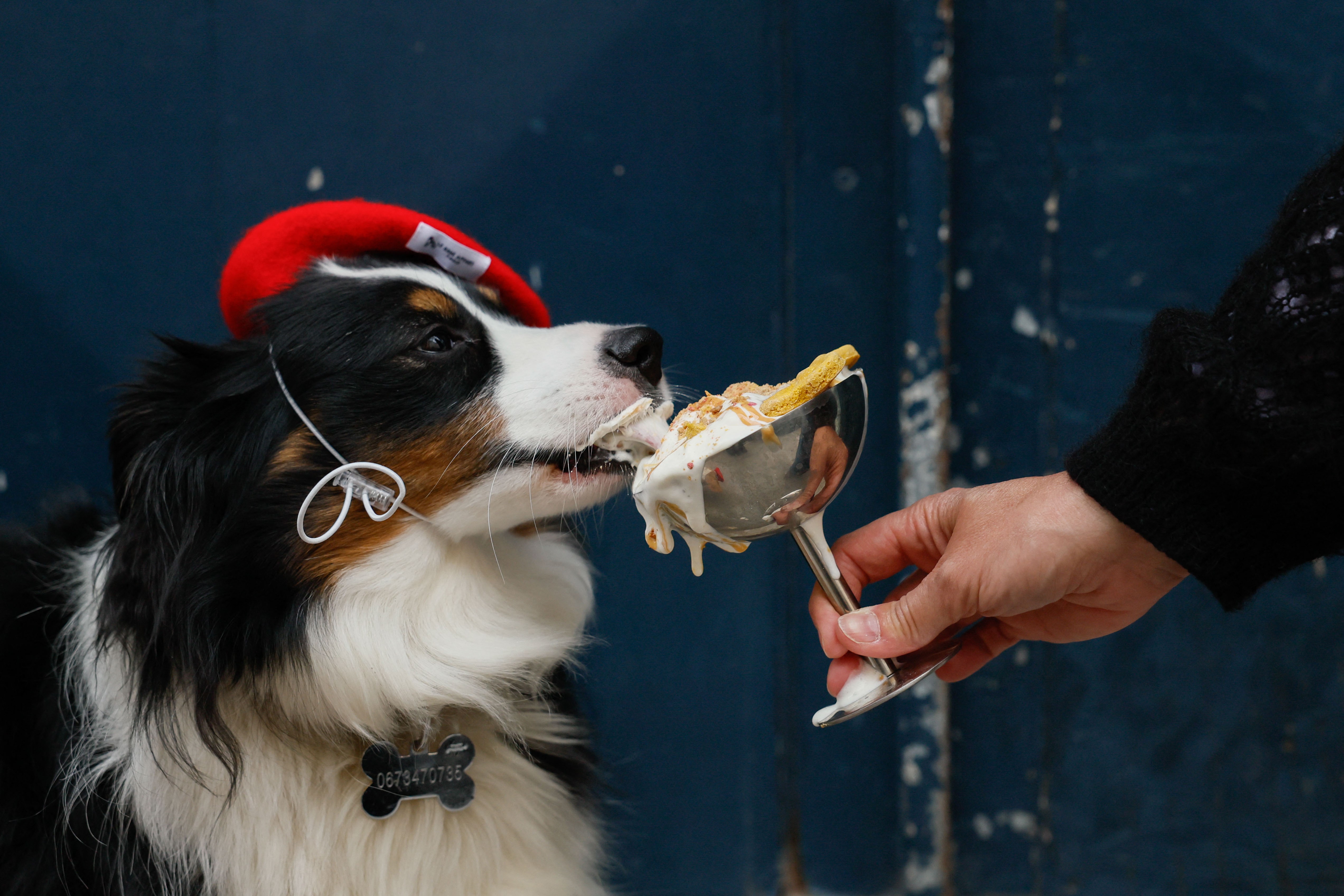 Croissant para cachorro? Mercado pet avança no luxo, com cafés exclusivos e doces gourmet de até R$ 30
