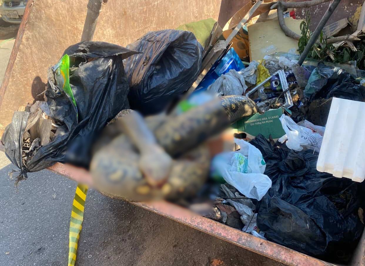 Sucuri morta é encontrada em caçamba em Porto Velho