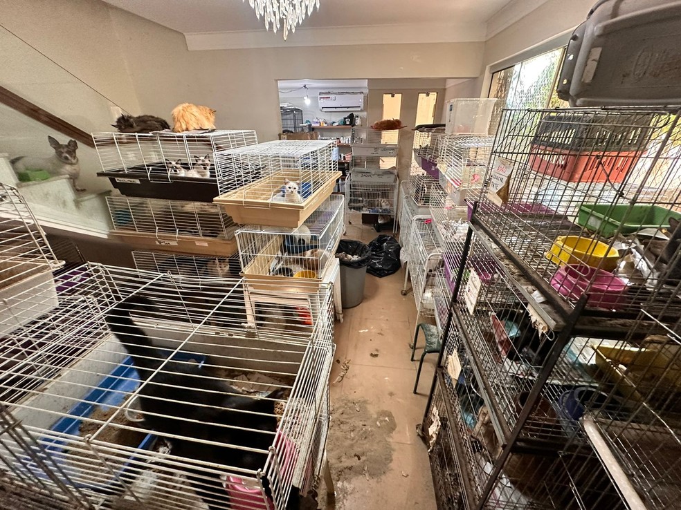 Segundo a policia, foram encontrados 50 cachorros e 100 gatos de diversas raças — Foto: Decat/Divulgação