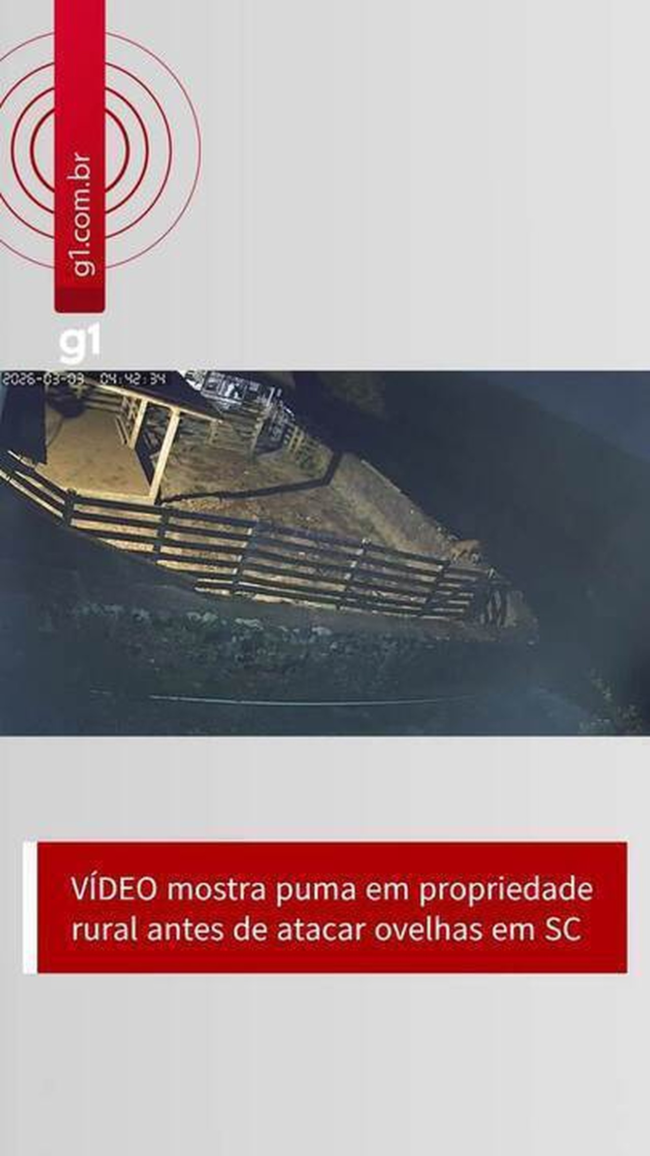 VÍDEO mostra puma momentos antes de atacar ovelhas em SC | G1