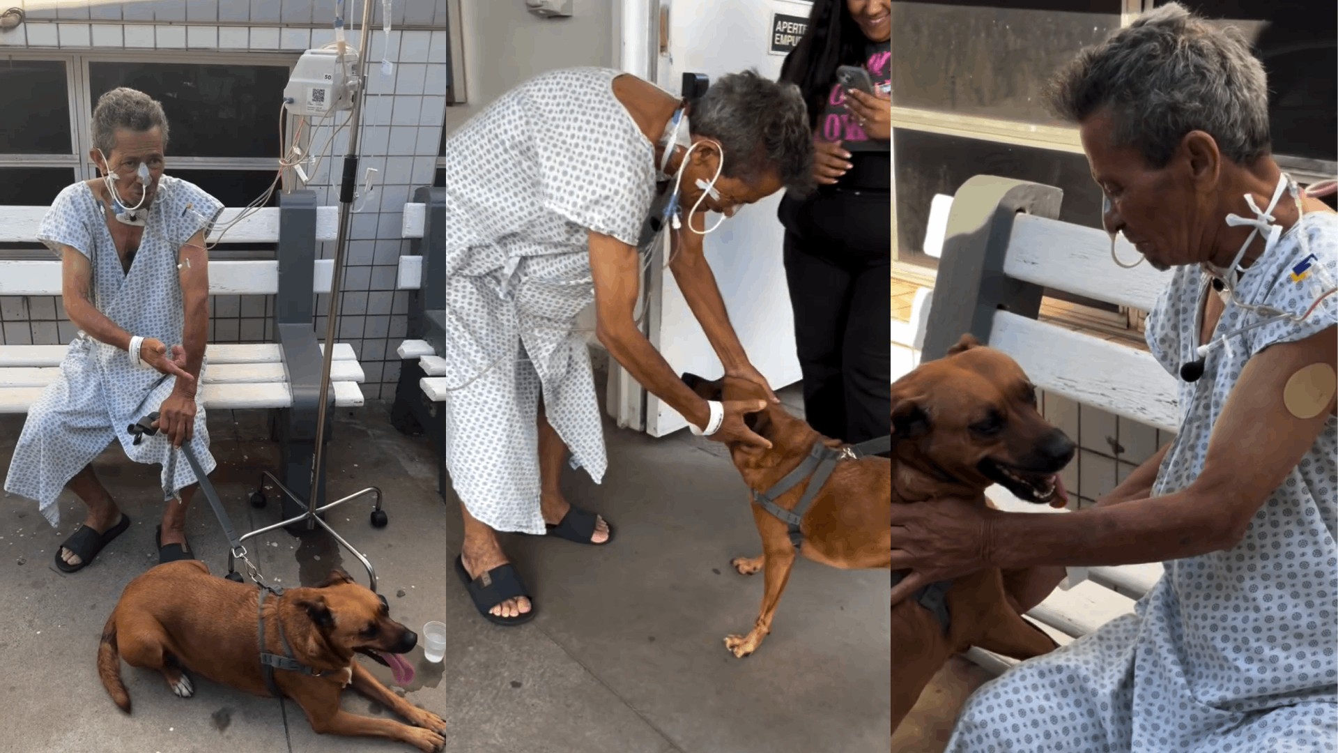 VÍDEO: idoso internado no interior de SP recebe visita surpresa de cadela de estimação: 'Satisfação muito grande'