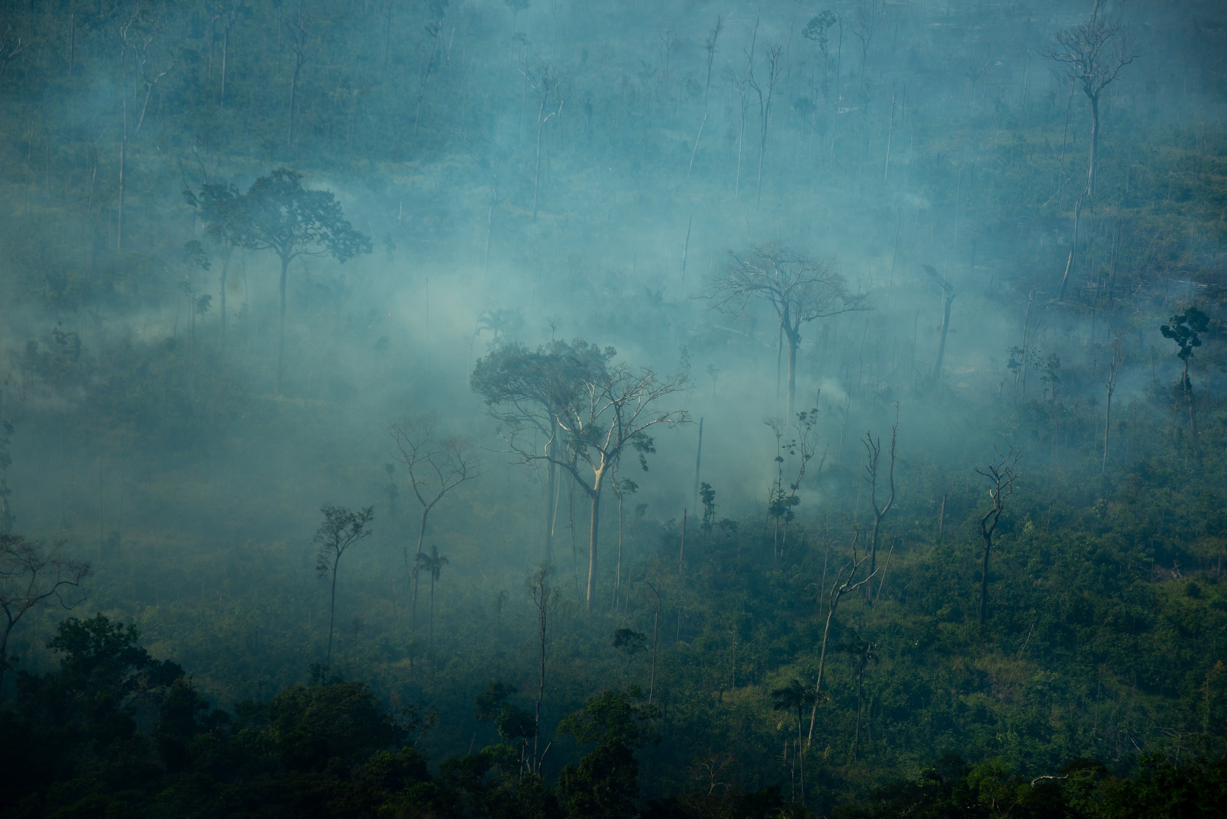 Super El Niño: Dino dá 10 dias para União e estados informarem plano de combate a incêndios florestais 