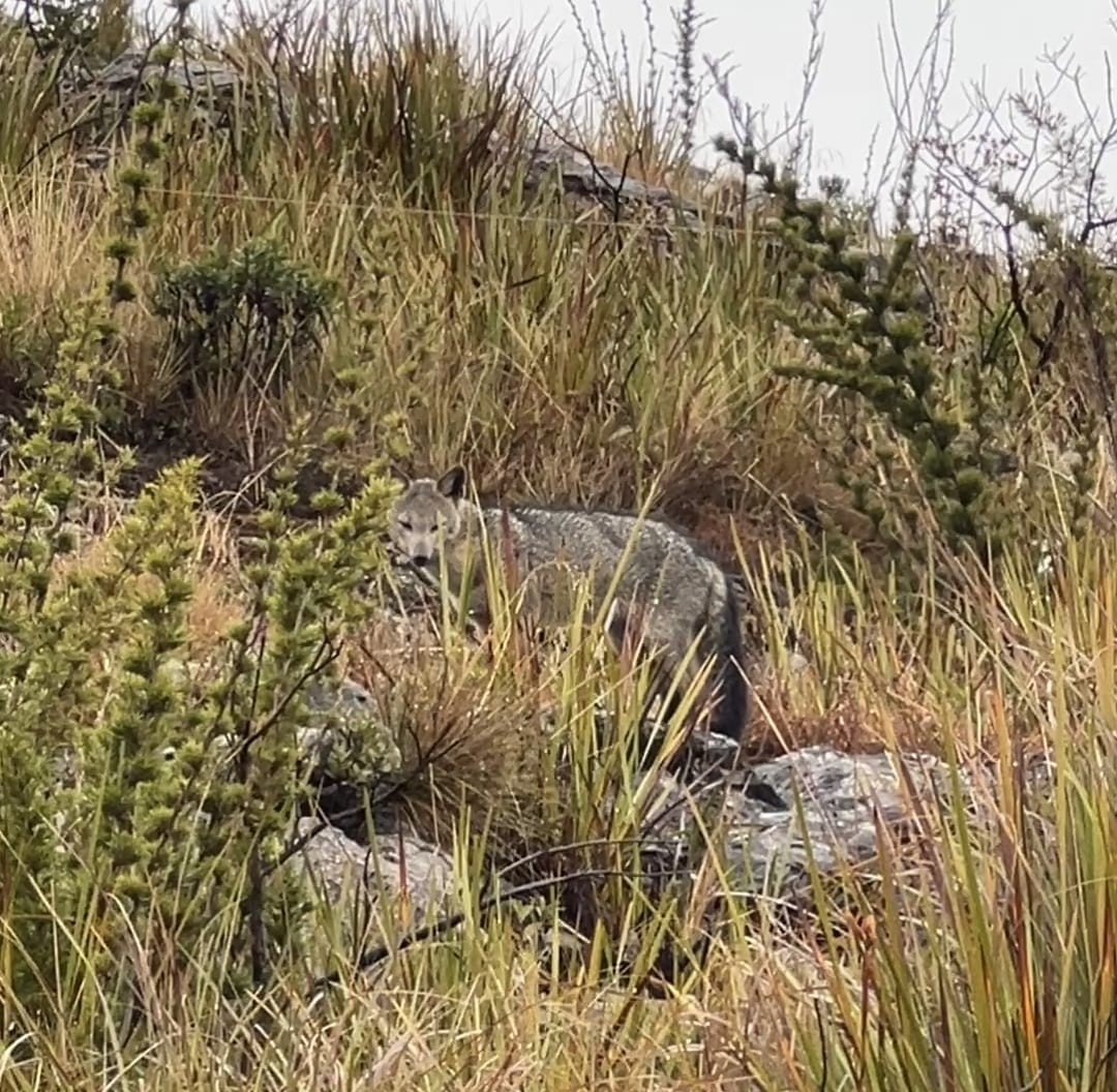 VÍDEO: Cachorro-do-mato
é avistado na parte alta do Parque Nacional do Itatiaia