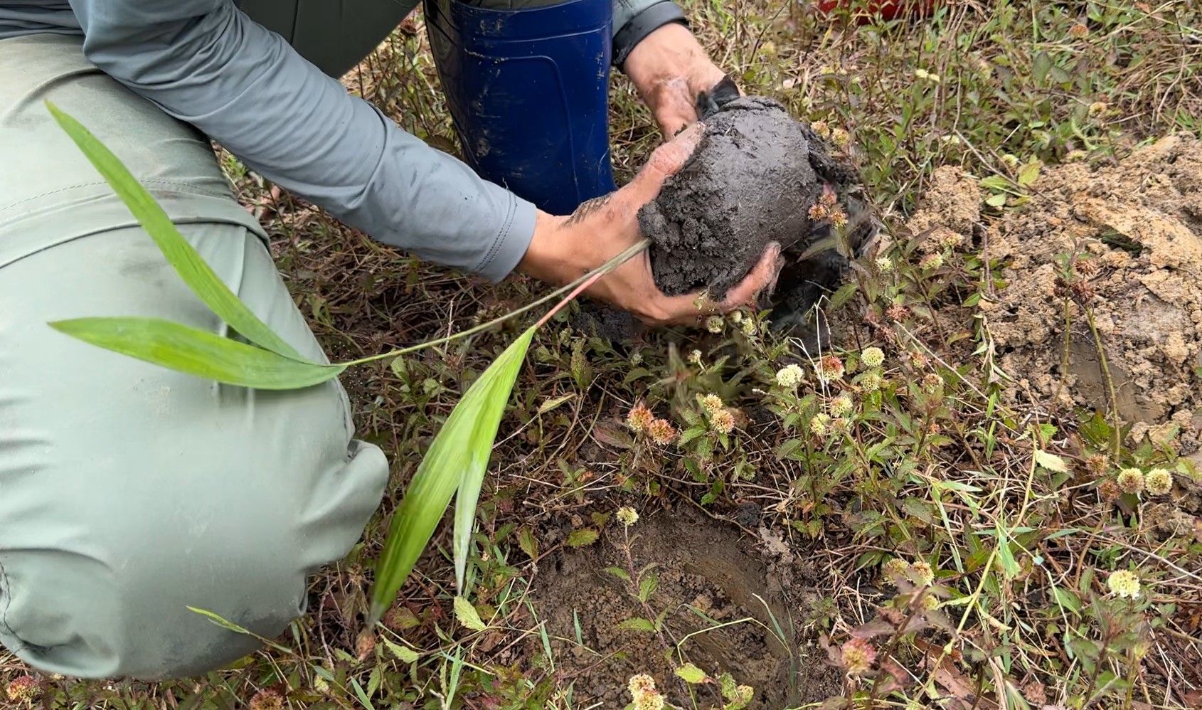 Comunidade indígena do AM transforma áreas degradadas em sistemas agroflorestais sustentáveis