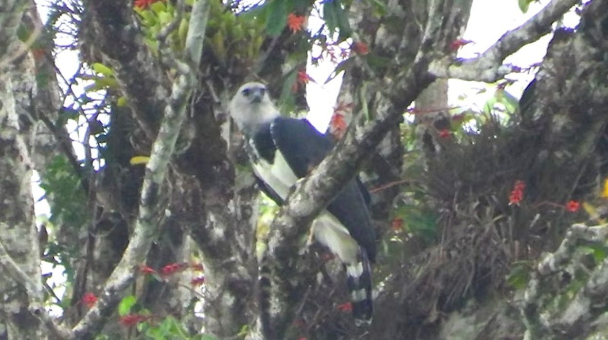 Maior águia das Américas é flagrada devorando presa em registro inédito na Bahia