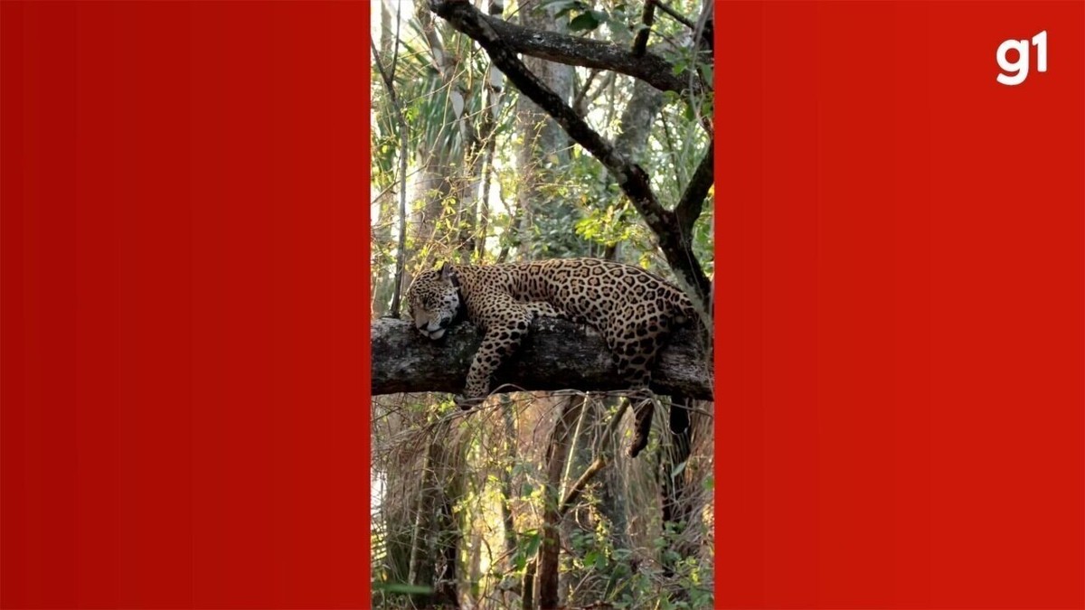 Onça-pintada dorme em galho de árvore após fugir de queixadas no Pantanal; veja vídeo