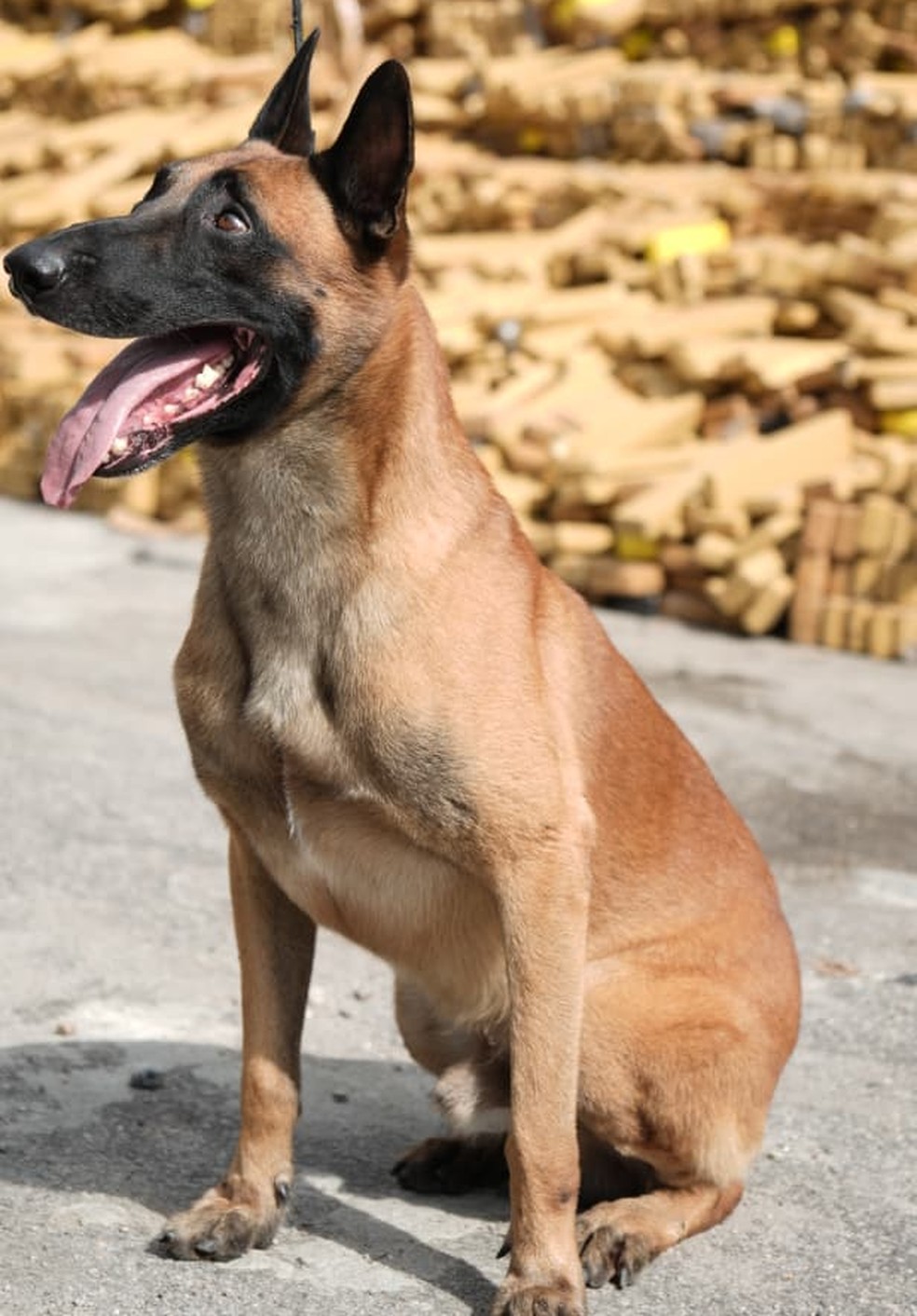 Huck, um pastor-belga-malinois de 5 anos, foi o responsável por encontrar o material — Foto: Divulgação